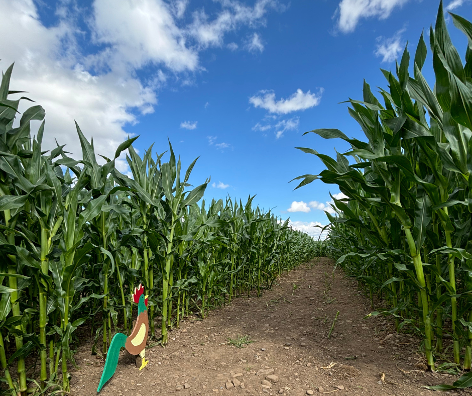 Maize Maze North Yorkshire