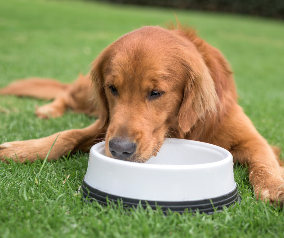 Dog friendly cafe & restaurant