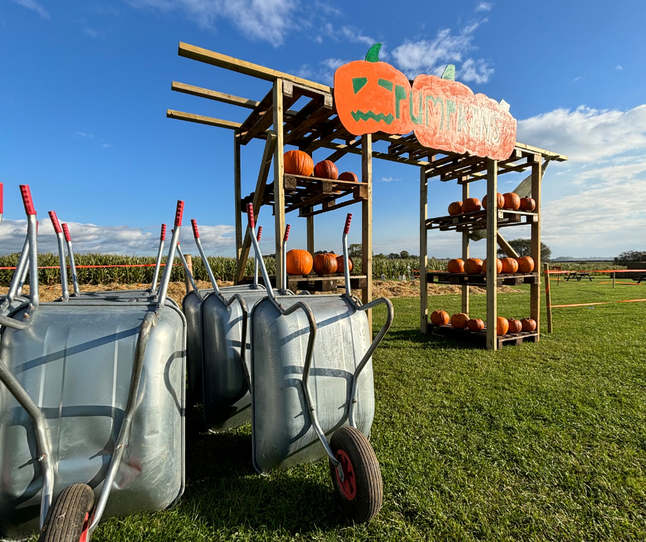 Pumpkin patch